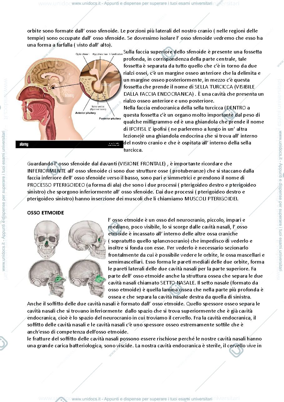 Anteprima pagina 2 — cranio e colonna vertebrale 
