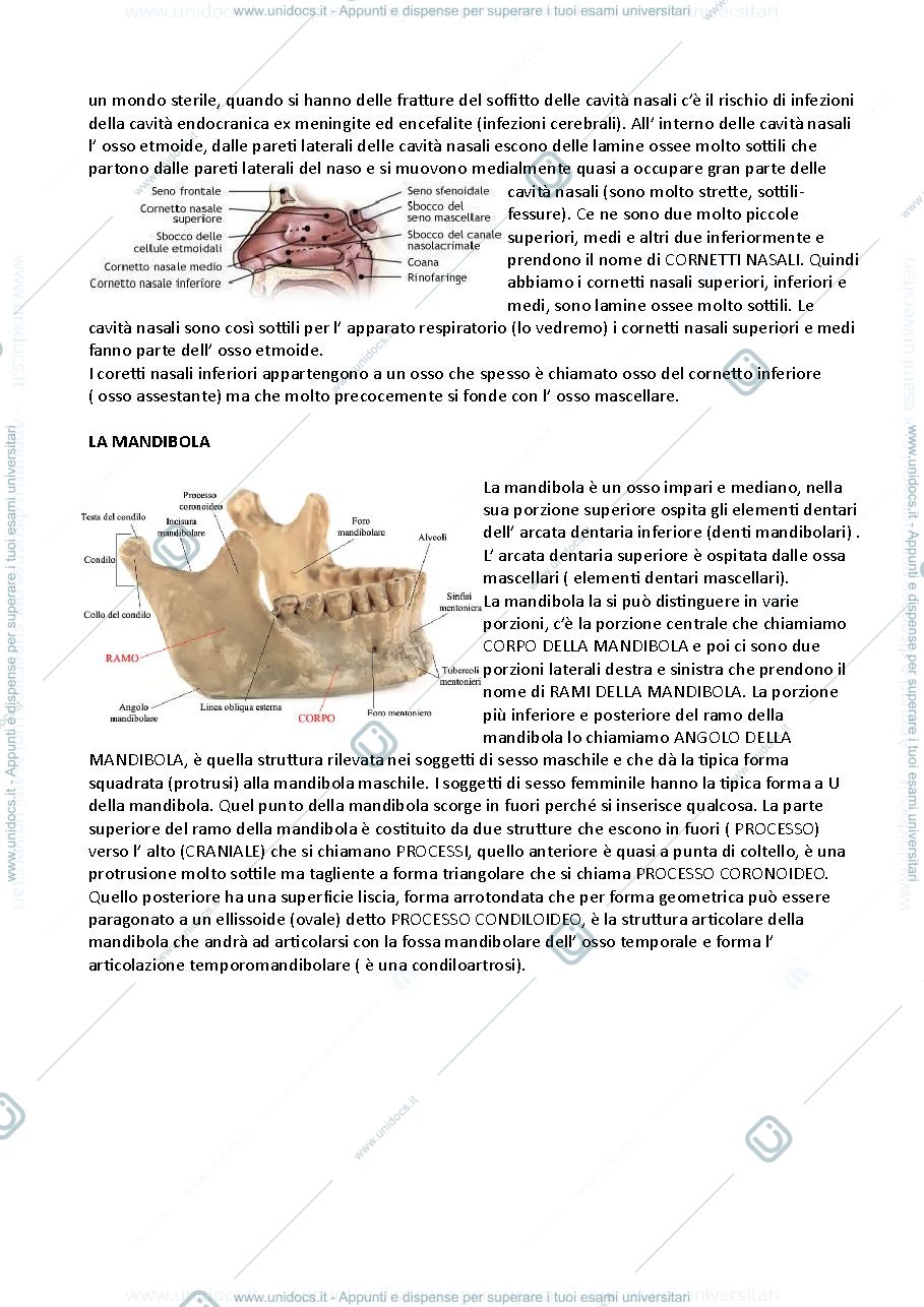 Anteprima pagina 3 — cranio e colonna vertebrale 