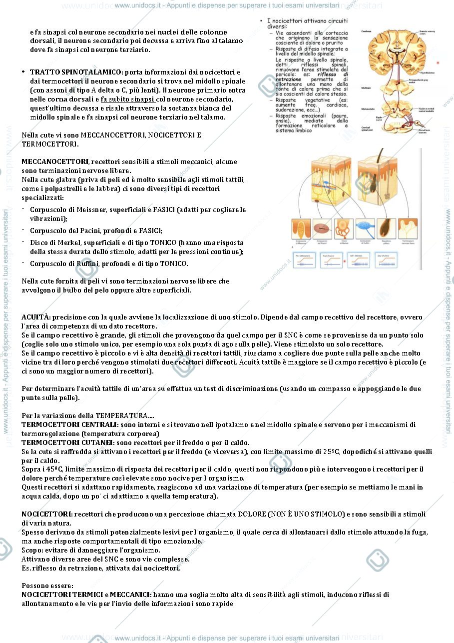 Anteprima pagina 2 — Appunti fisiologia sistemi sensoriali 