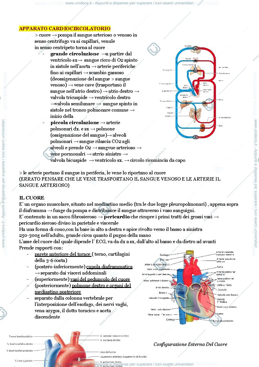 Anteprima pagina 1 — sistema cardiovascolare 