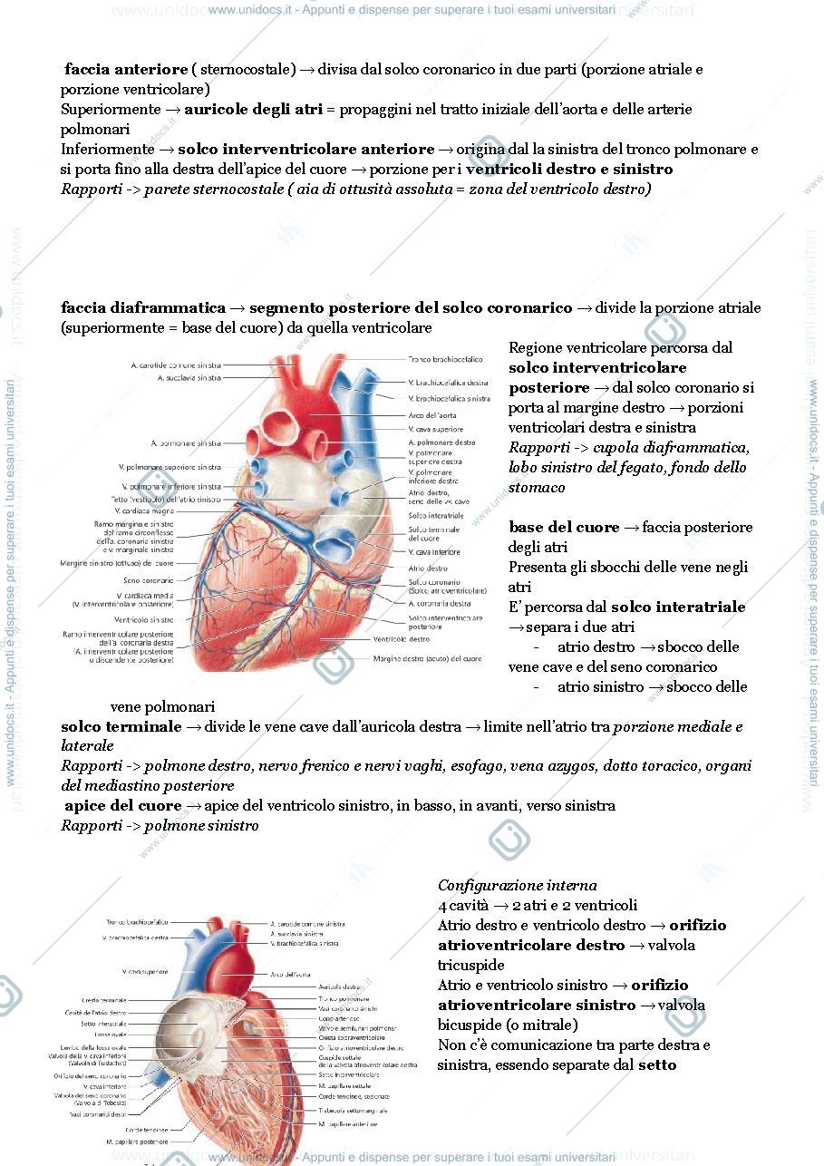 Anteprima pagina 2 — sistema cardiovascolare 