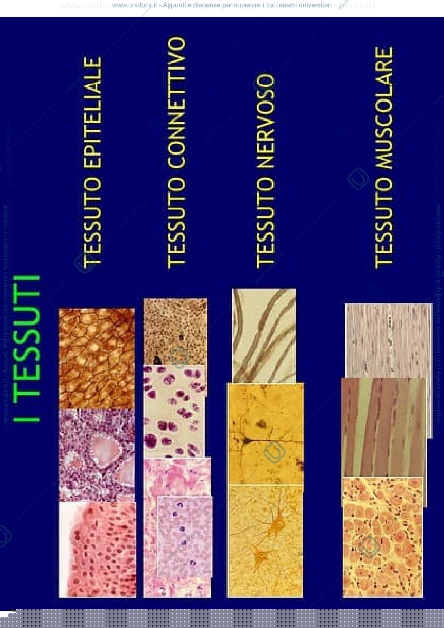 Anteprima pagina 1 — I tessuti - appunti di anatomia