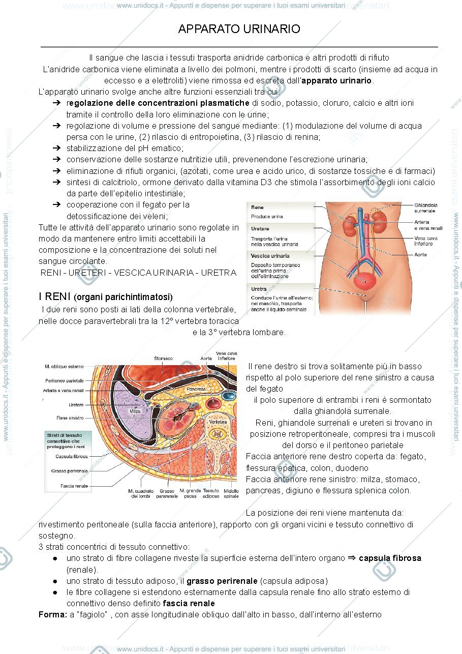 Anteprima pagina 1 — Apparato urinario