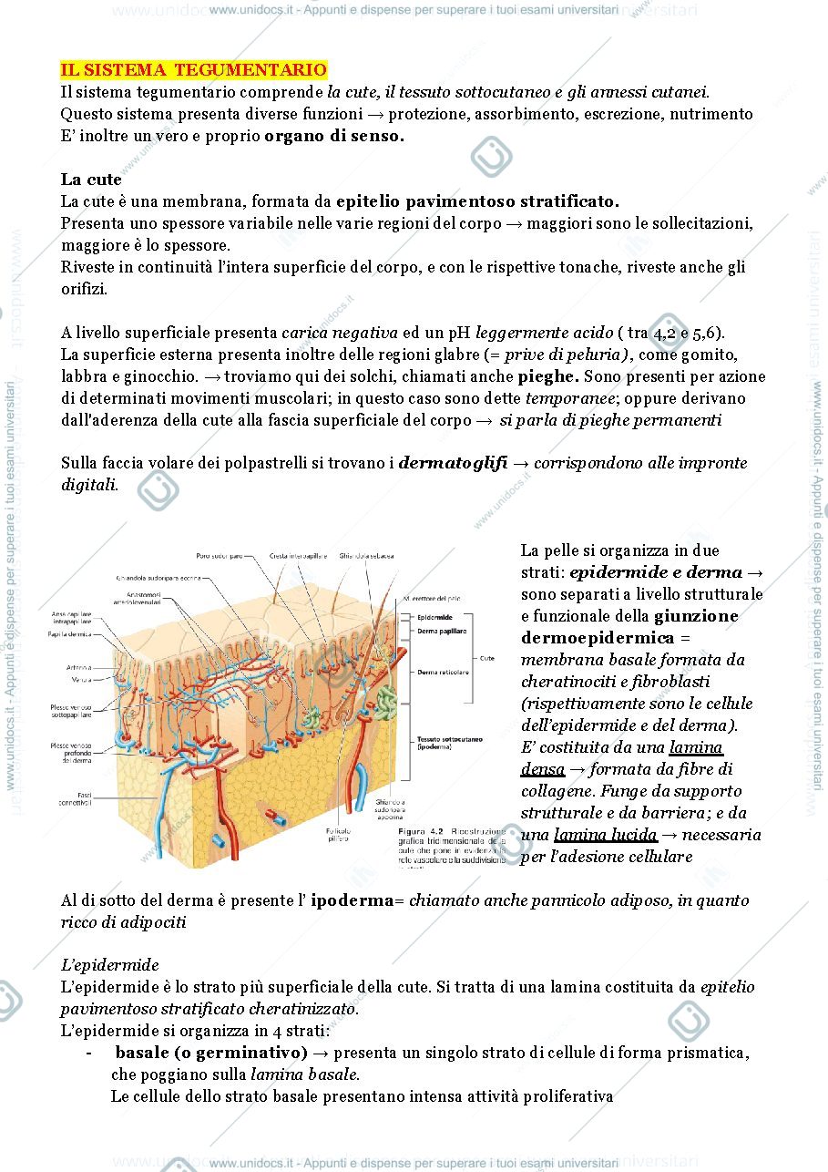 Anteprima pagina 1 — sistema tegumentario