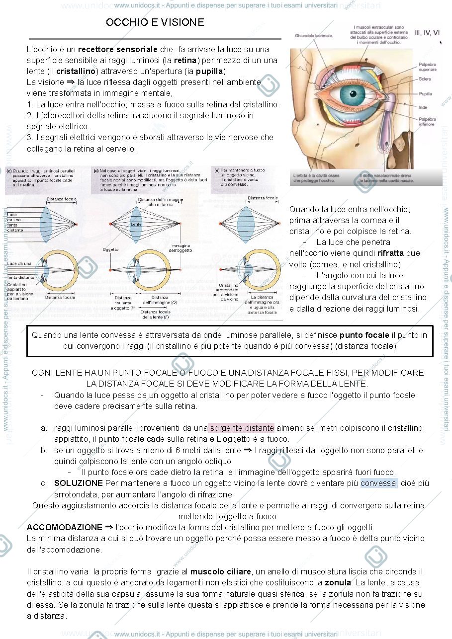 Anteprima pagina 1 — L'OCCHIO FISIOLOGIA
