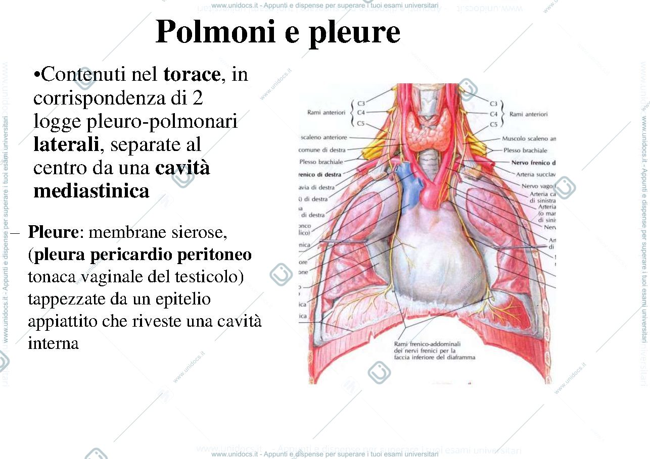 Anteprima pagina 1 — digerente