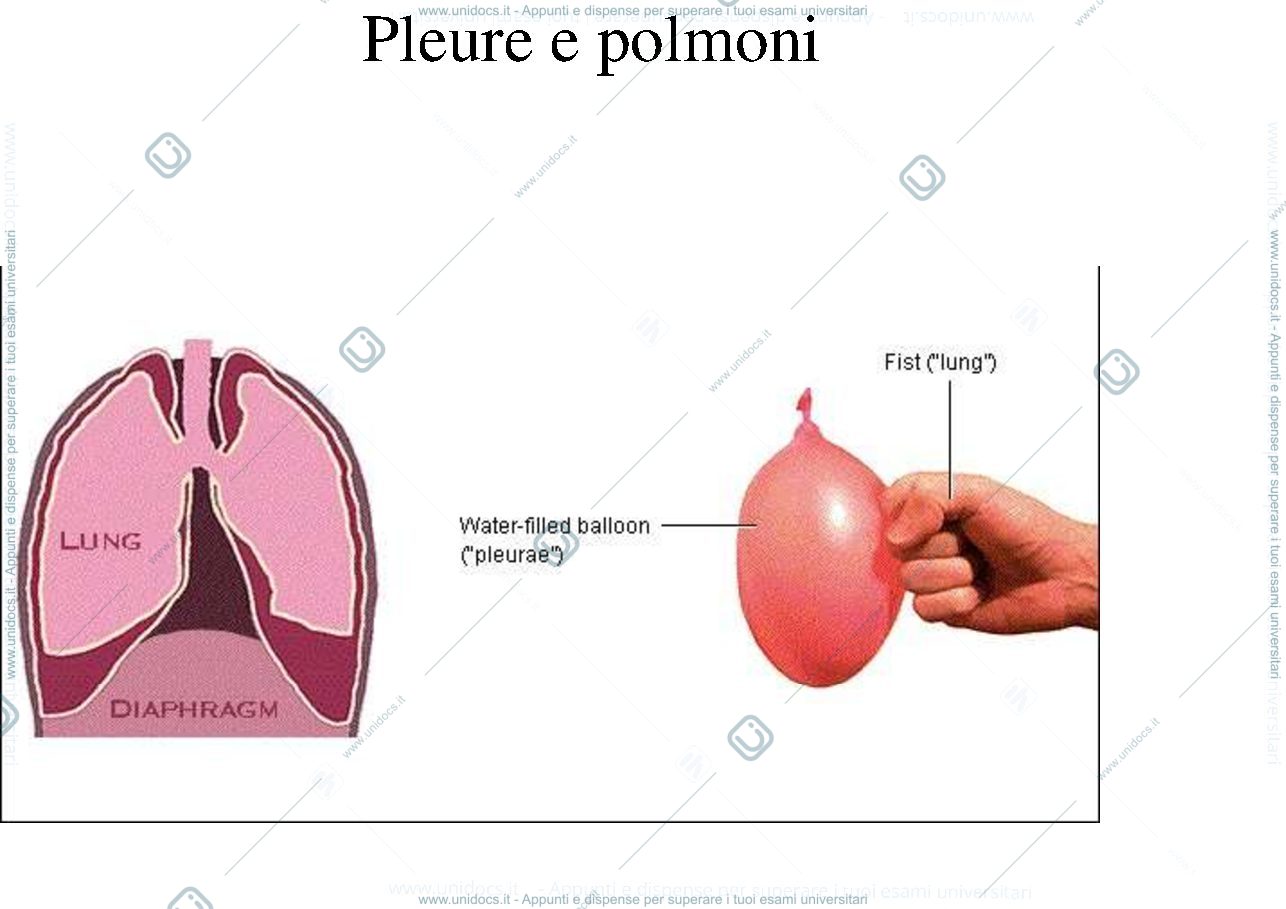 Anteprima pagina 2 — digerente