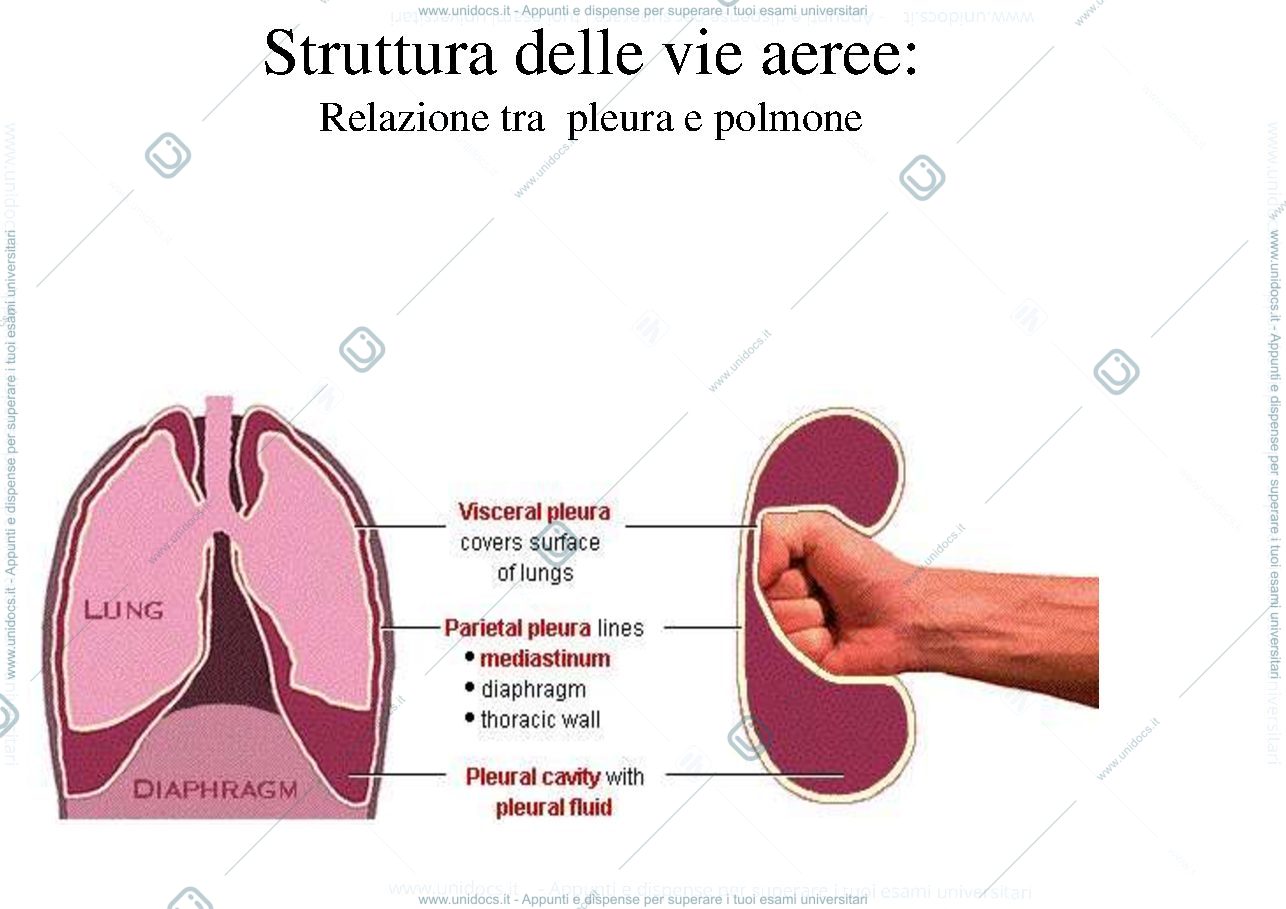 Anteprima pagina 3 — digerente