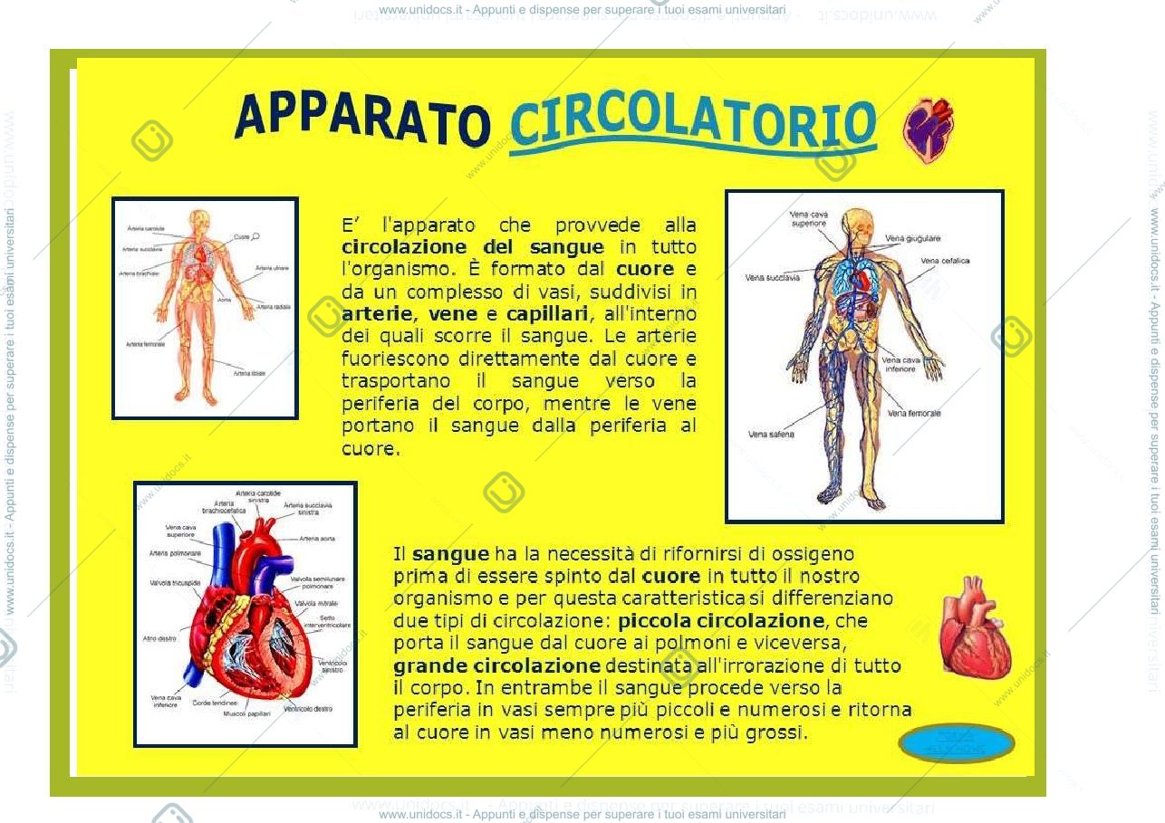 Anteprima pagina 3 — digerente