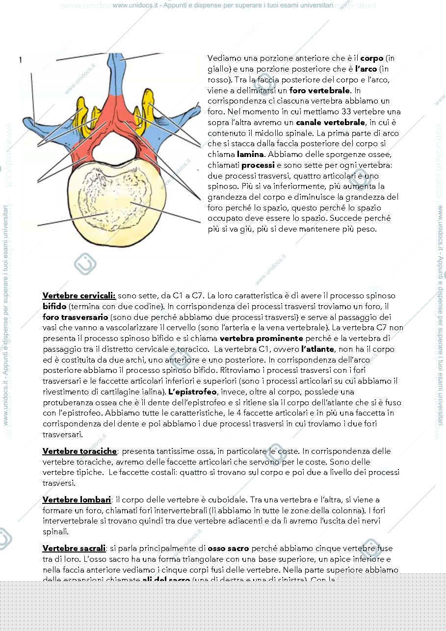 Anteprima pagina 2 — Il tronco e gli arti