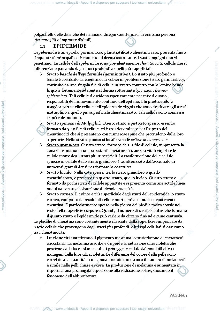 Anteprima pagina 2 — APPARATO TEGUMENTARIO