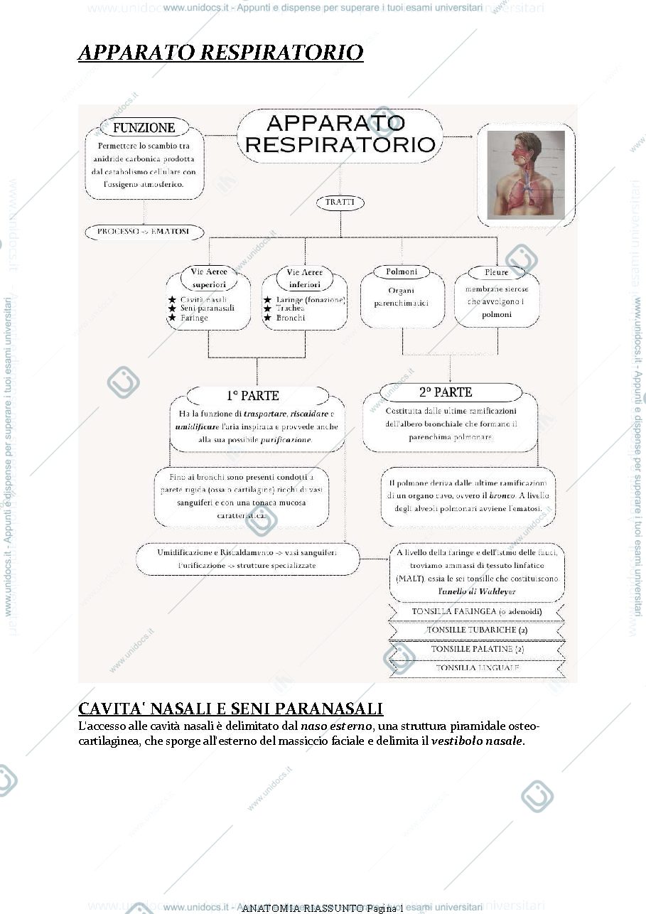 Anteprima pagina 1 — APPARATO RESPIRATORIO