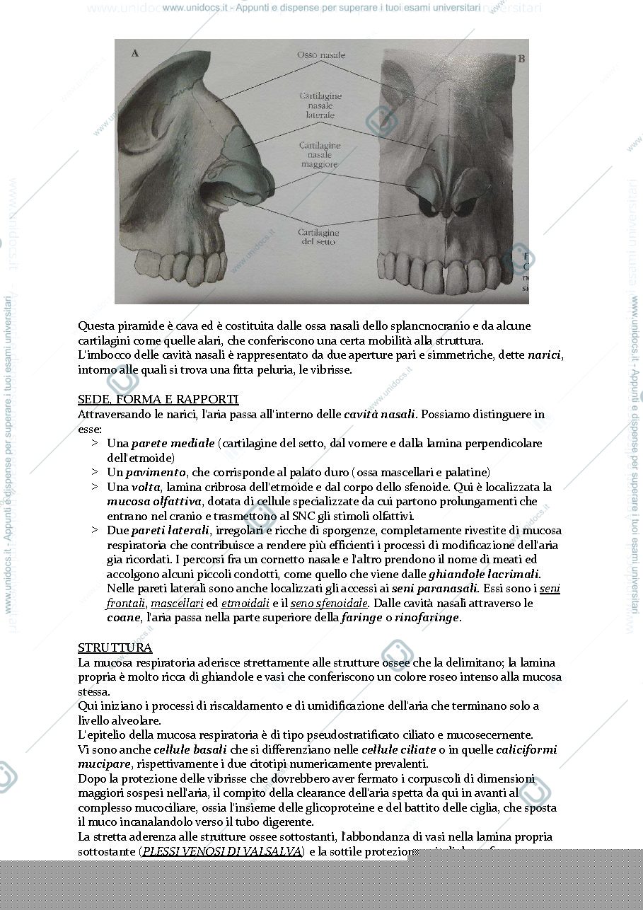 Anteprima pagina 2 — APPARATO RESPIRATORIO