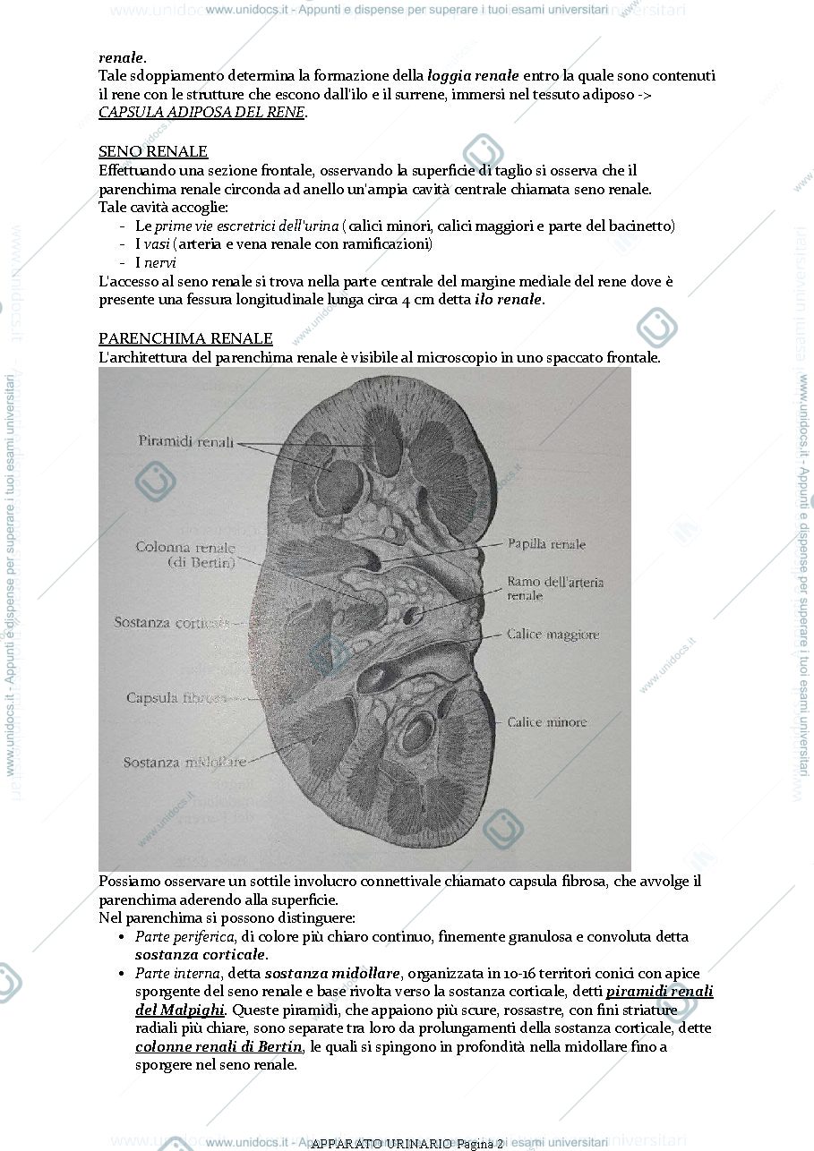 Anteprima pagina 2 — Apparato Urinario