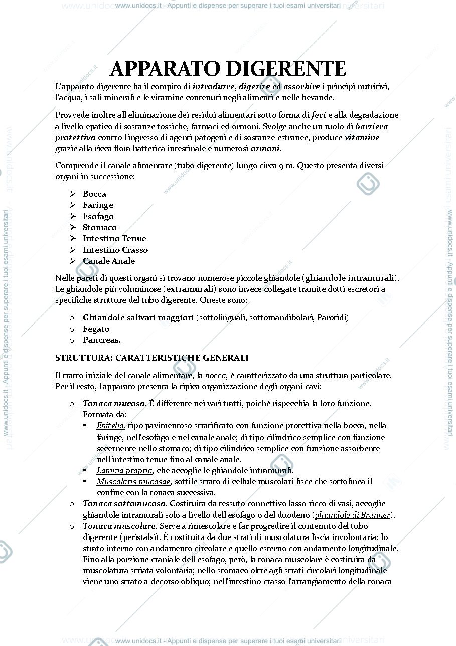 Anteprima pagina 1 — APPARATO DIGERENTE