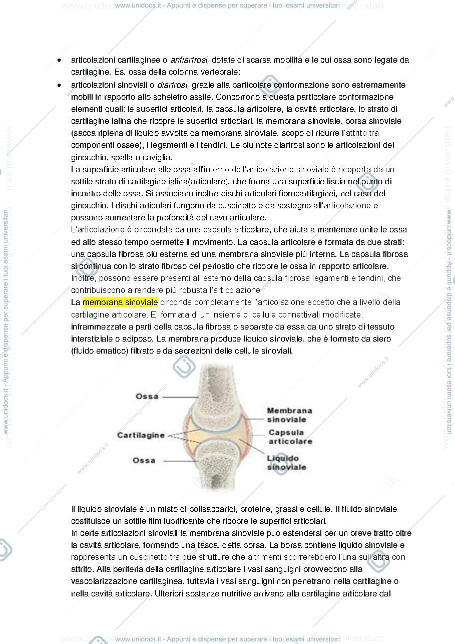 Anteprima pagina 2 — Anatomia