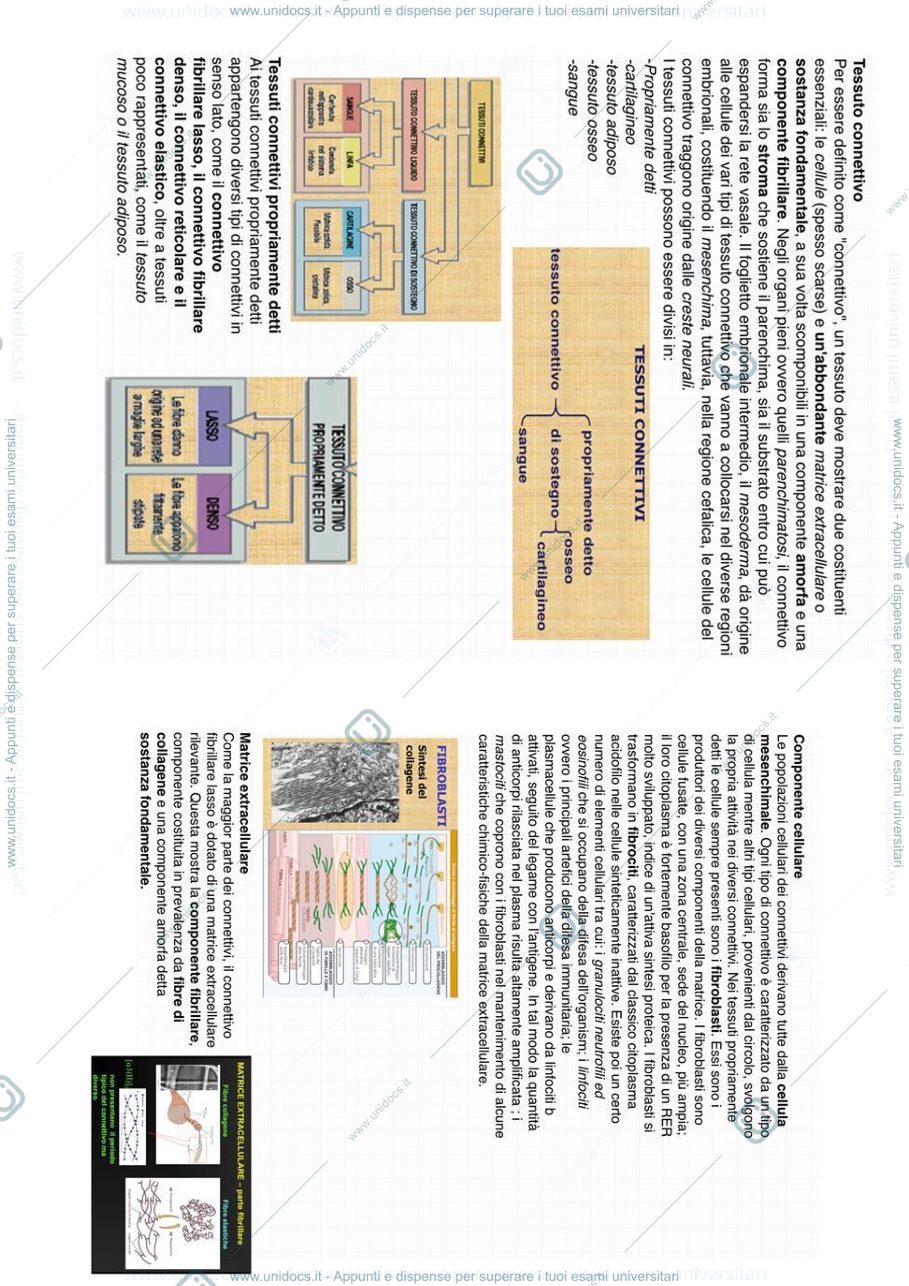 Anteprima pagina 1 — Tessuto connettivo