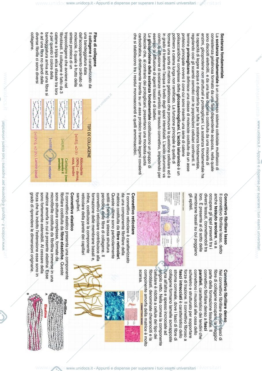Anteprima pagina 2 — Tessuto connettivo