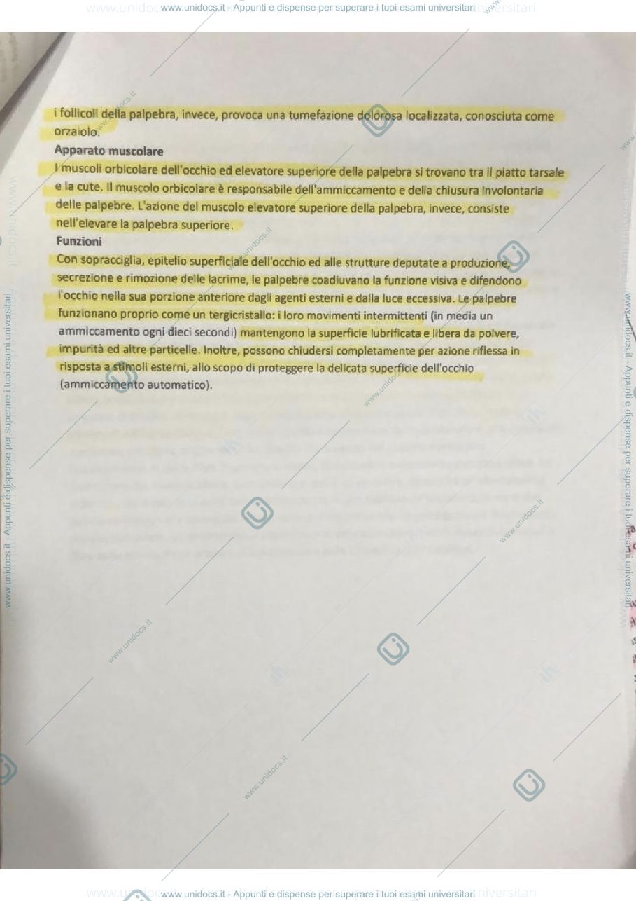 Anteprima pagina 2 — Anatomia oculare