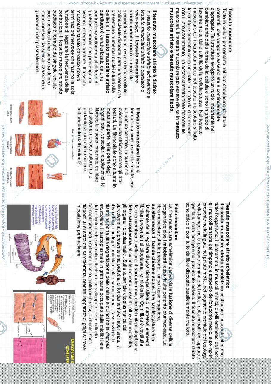 Anteprima pagina 1 — Tessuto muscolare