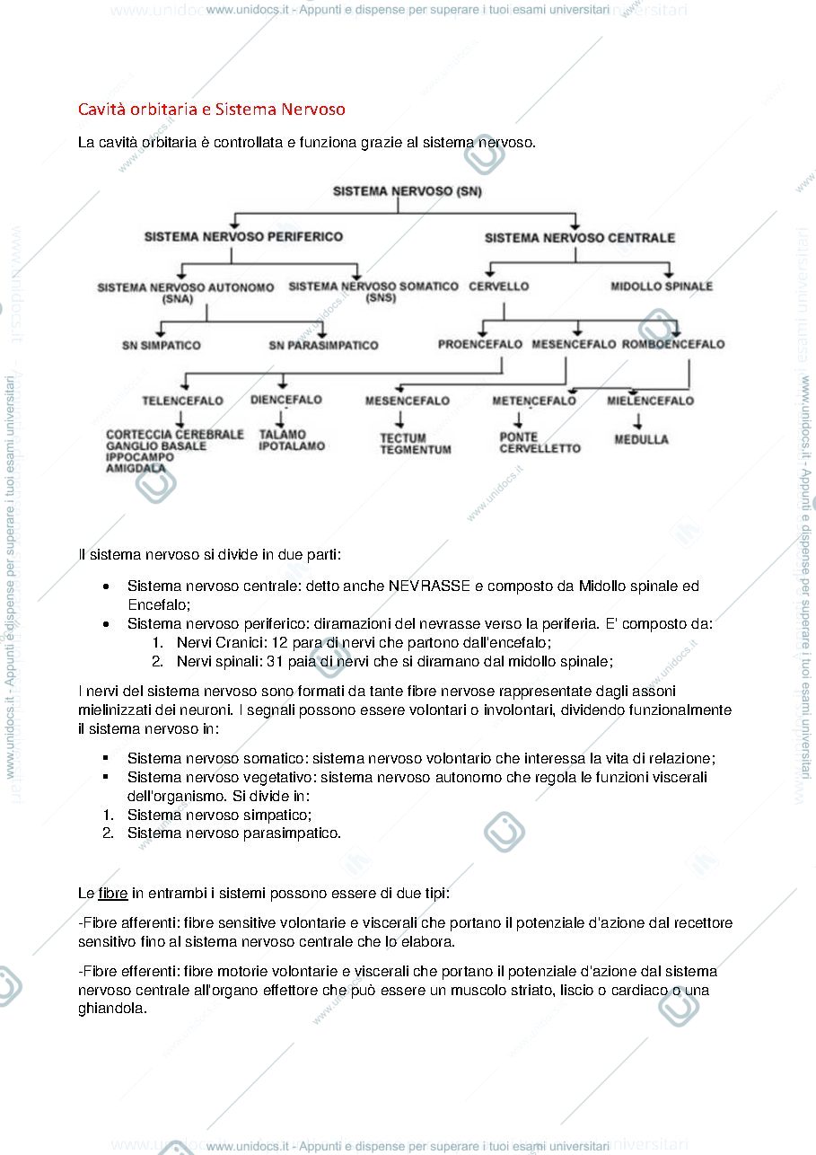Anteprima pagina 1 — Cavità orbitaria e sistema nervoso
