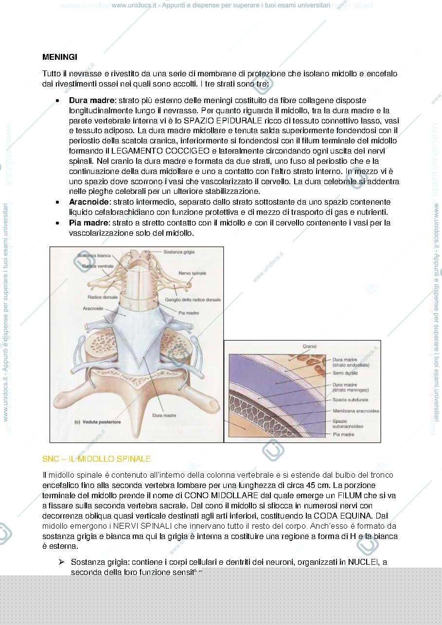 Anteprima pagina 2 — Cavità orbitaria e sistema nervoso