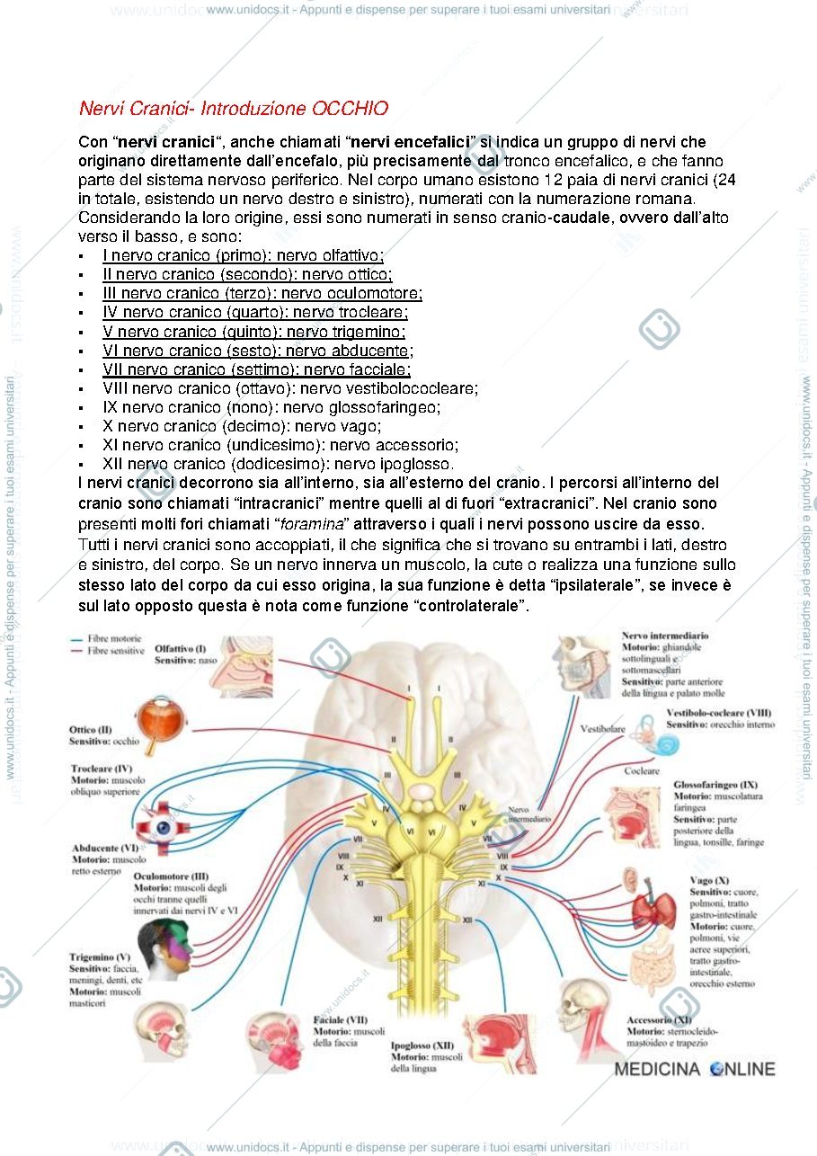 Anteprima pagina 1 — Nervi cranici occhio