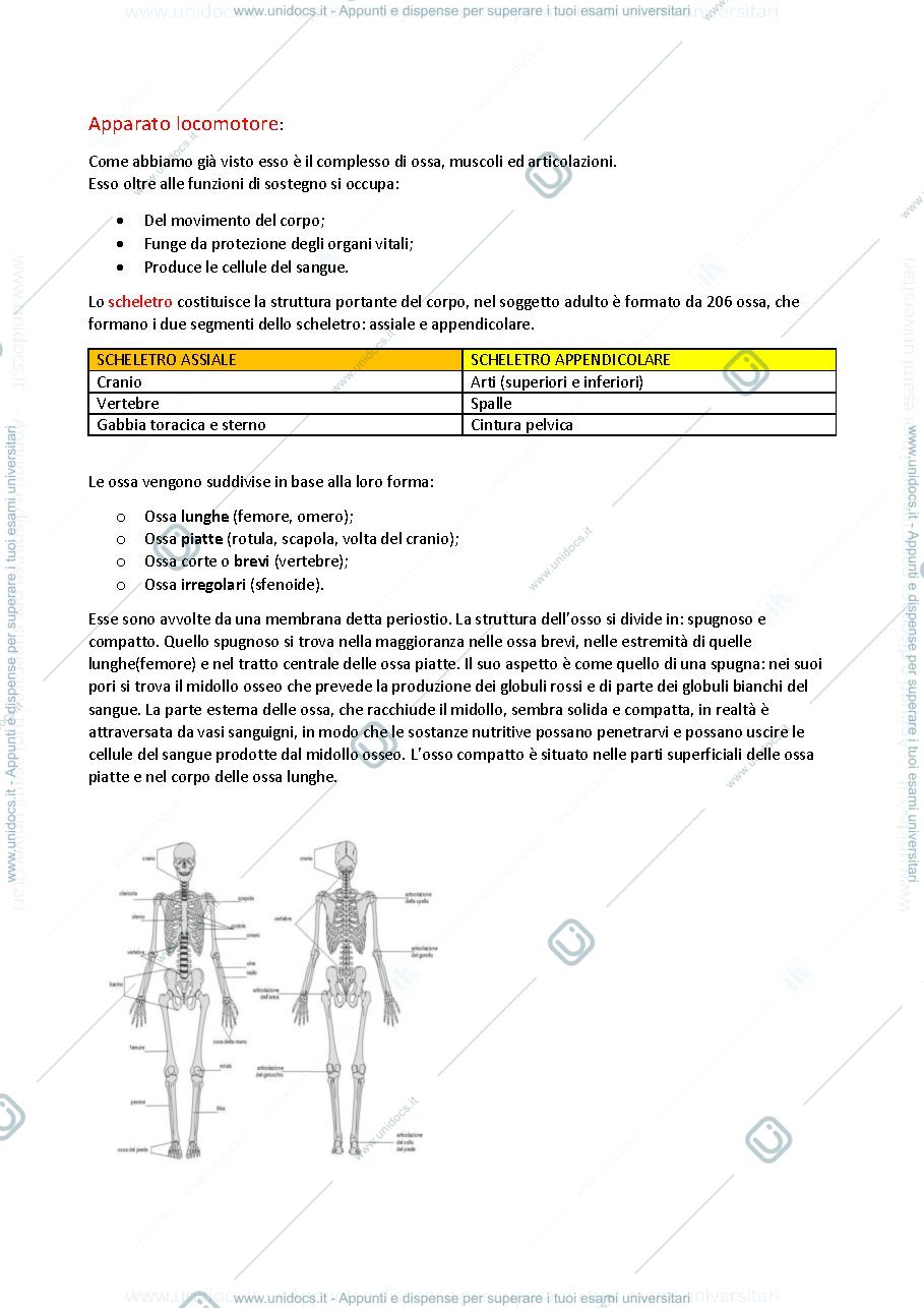 Anteprima pagina 1 — Apparato locomotore