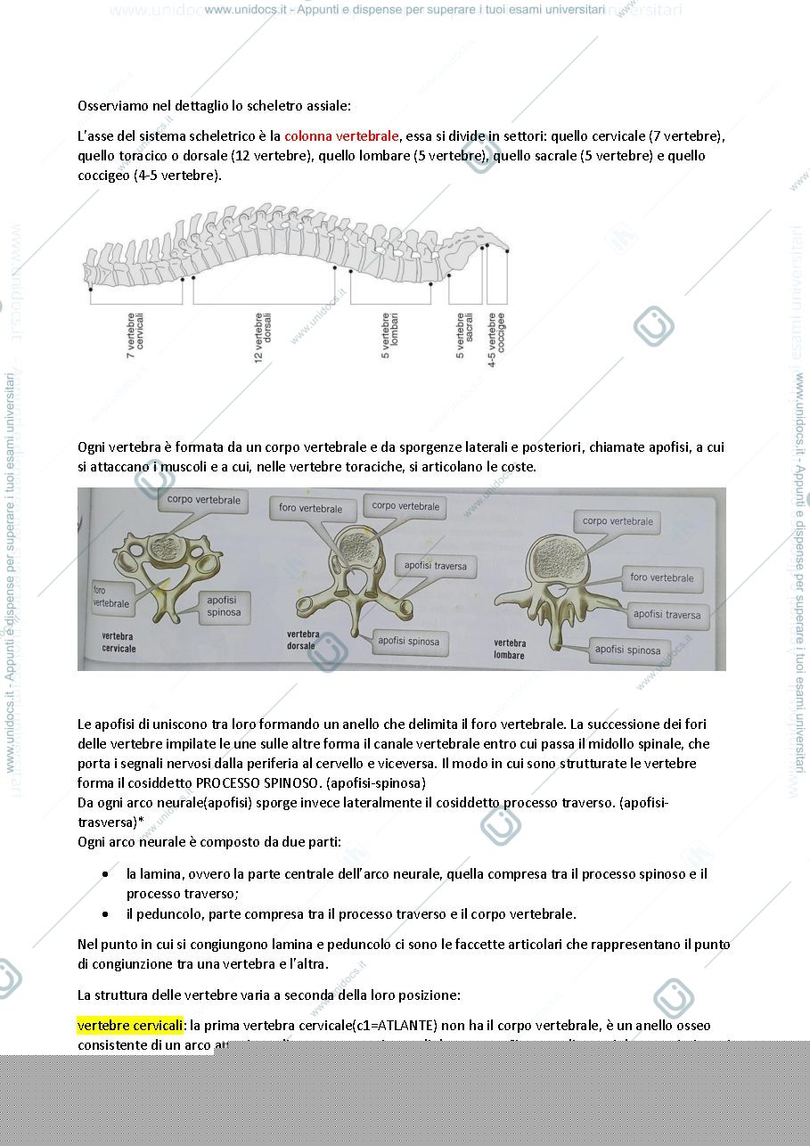 Anteprima pagina 2 — Apparato locomotore