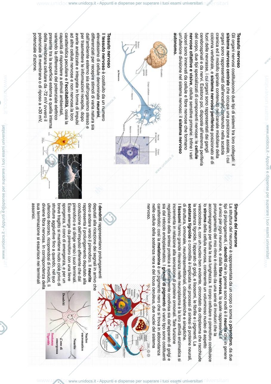 Anteprima pagina 1 — Tessuto nervoso