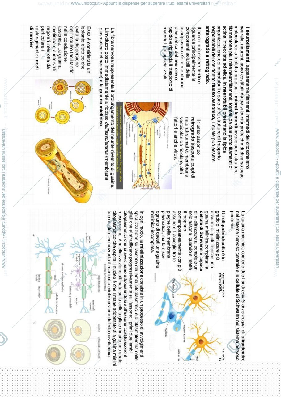 Anteprima pagina 2 — Tessuto nervoso