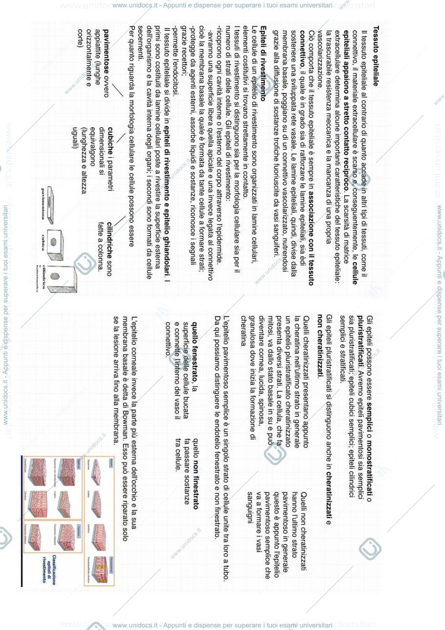 Anteprima pagina 1 — Tessuto epiteliale