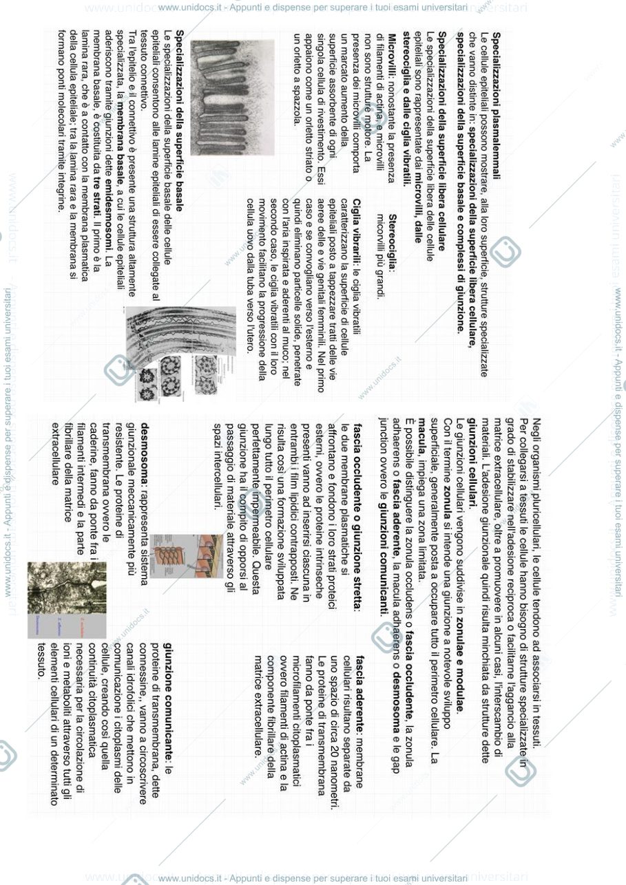 Anteprima pagina 2 — Tessuto epiteliale
