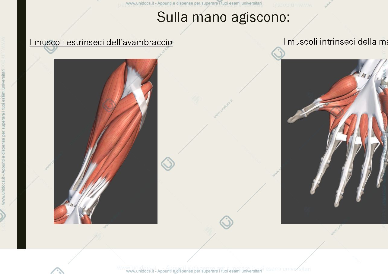 Anteprima pagina 2 — muscoli che agiscono su polso e mano