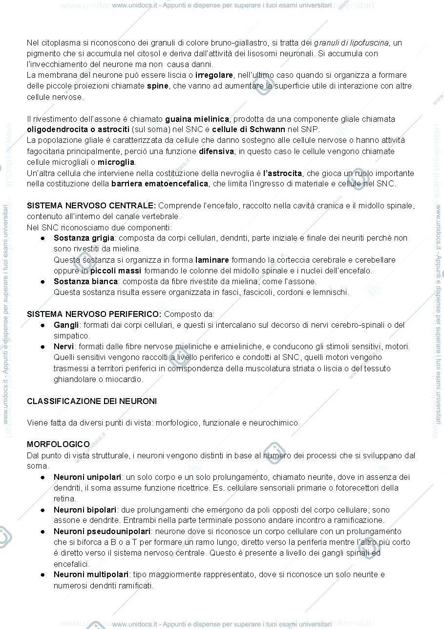 Anteprima pagina 2 — Tessuto nervoso 
