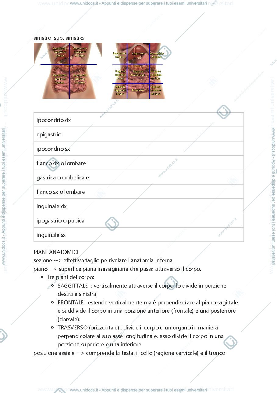 Anteprima pagina 2 — Anatomia 1