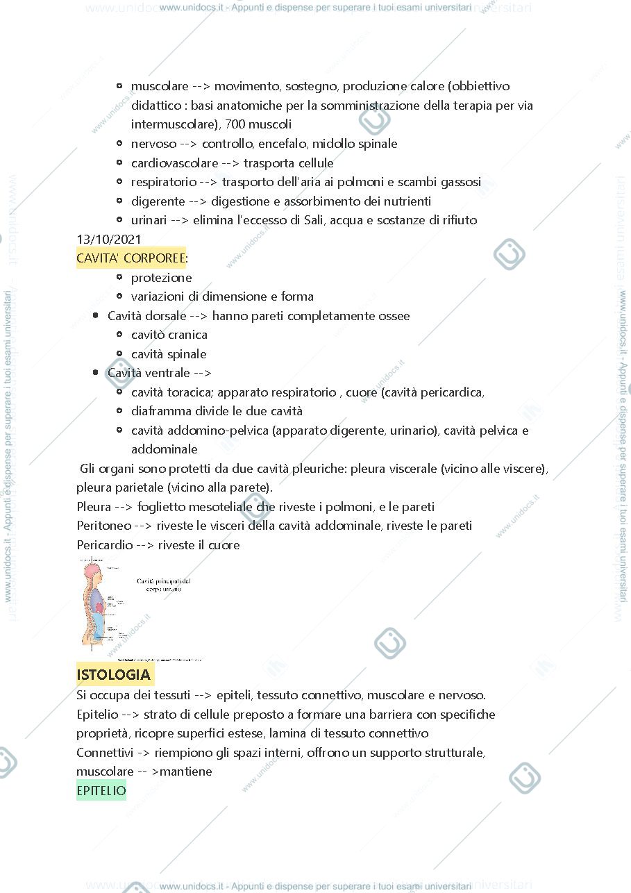 Anteprima pagina 4 — Anatomia 1
