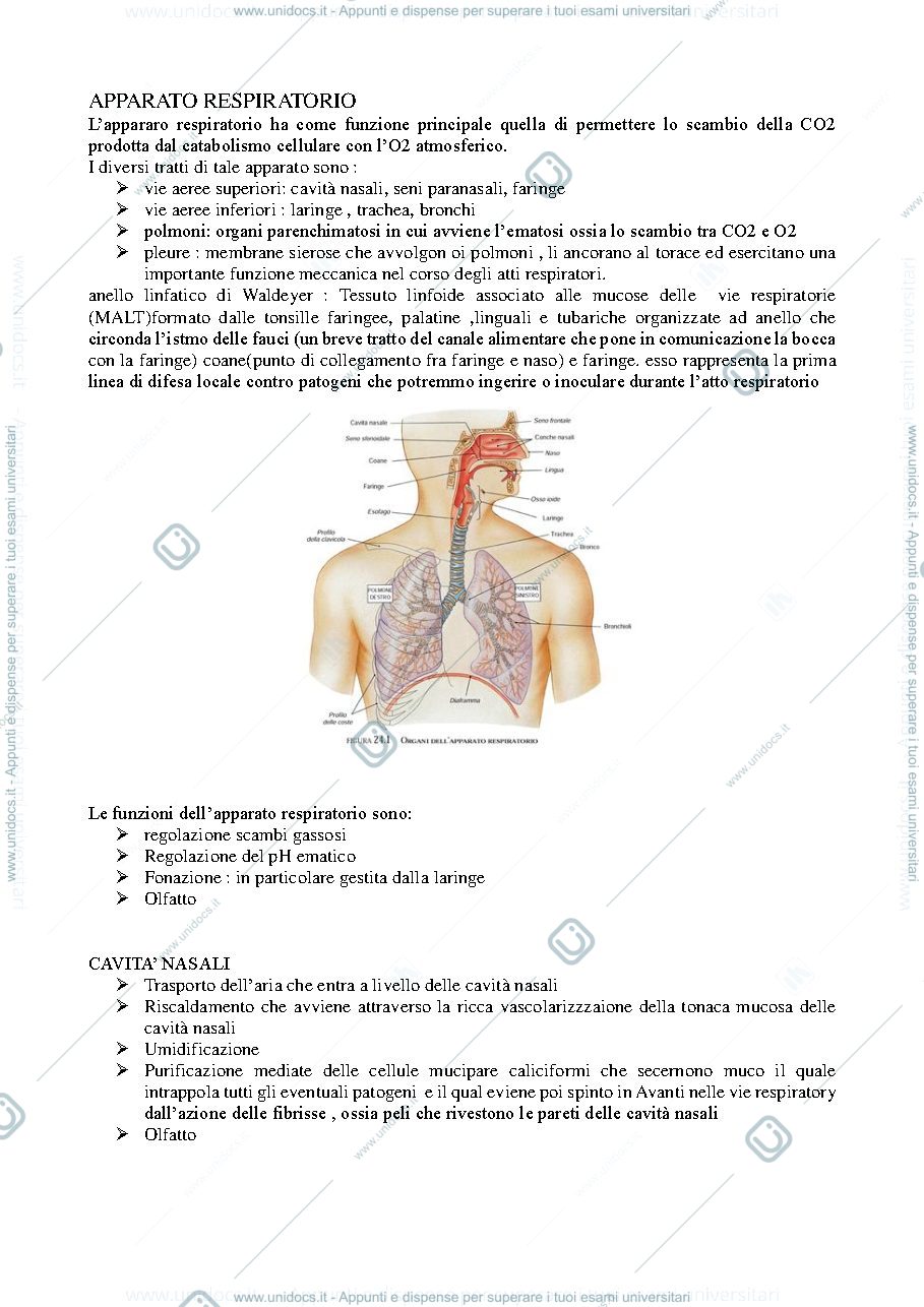 Anteprima pagina 1 — apparato respiratorio