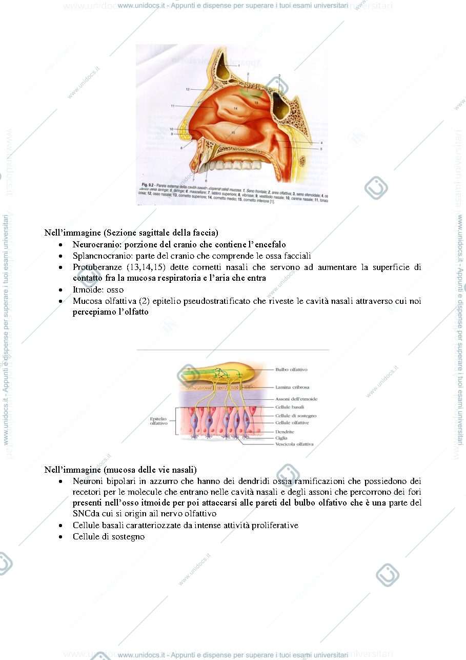 Anteprima pagina 2 — apparato respiratorio