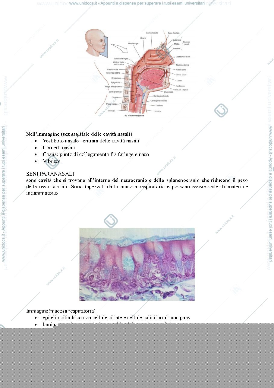 Anteprima pagina 3 — apparato respiratorio