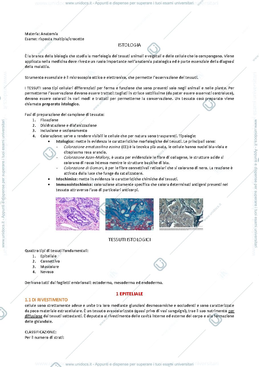 Anteprima pagina 1 — anatomia pt.1