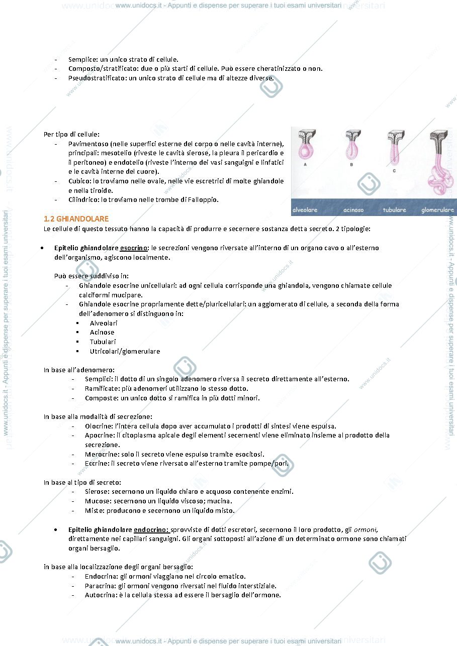 Anteprima pagina 2 — anatomia pt.1