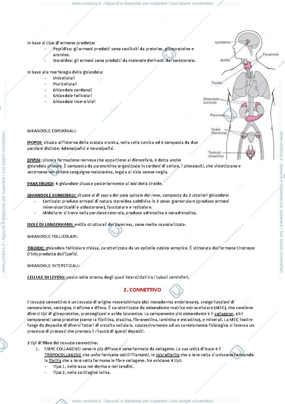 Anteprima pagina 3 — anatomia pt.1