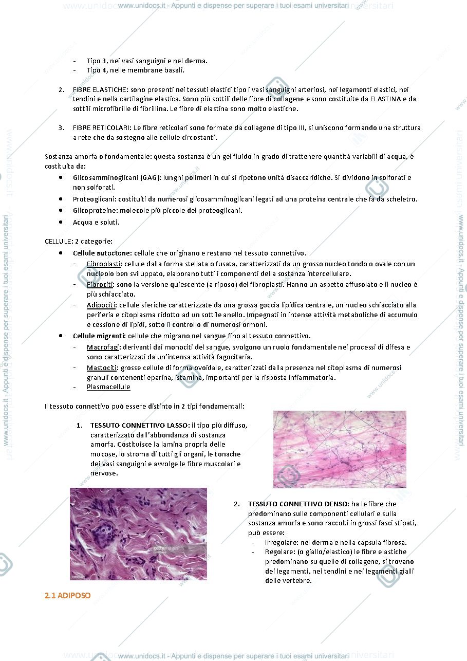 Anteprima pagina 4 — anatomia pt.1