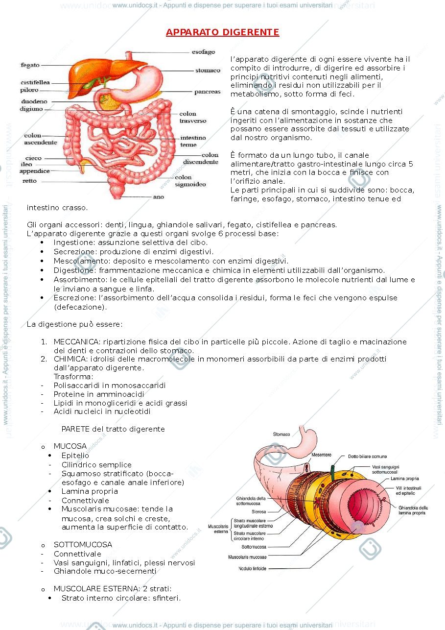 Anteprima pagina 1 — anatomia pt.2