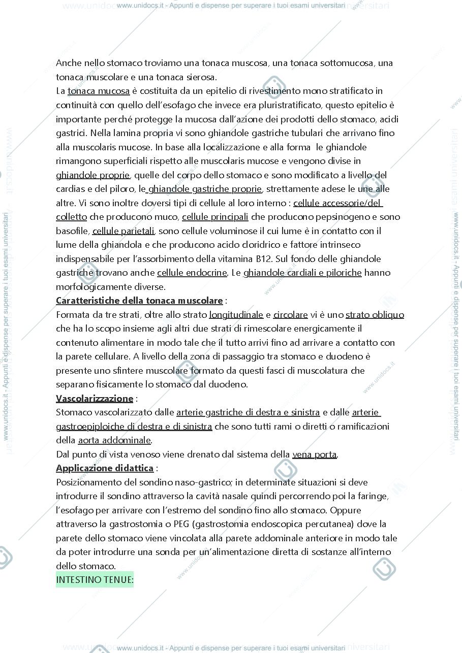 Anteprima pagina 2 — Anatomia 2