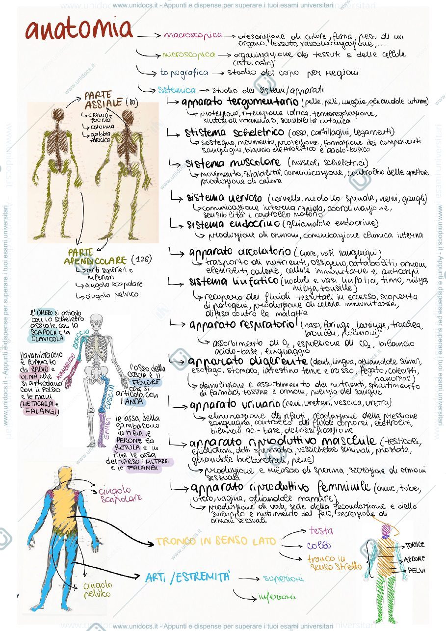 Anteprima pagina 1 — Anatomia prima parte