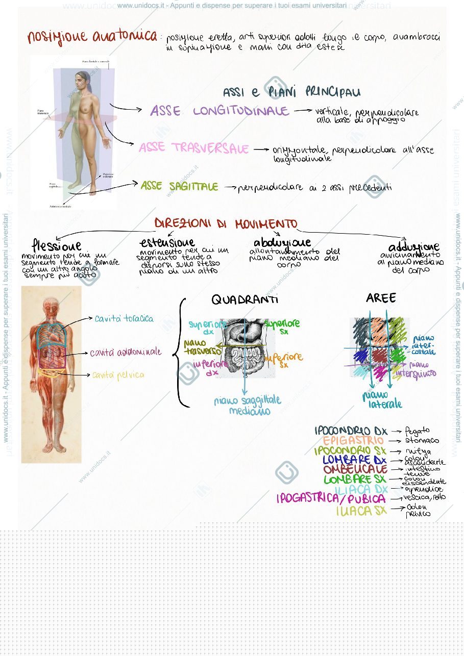 Anteprima pagina 2 — Anatomia prima parte