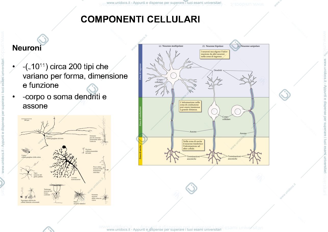 Anteprima pagina 2 — Schemi riassuntivi anatomia