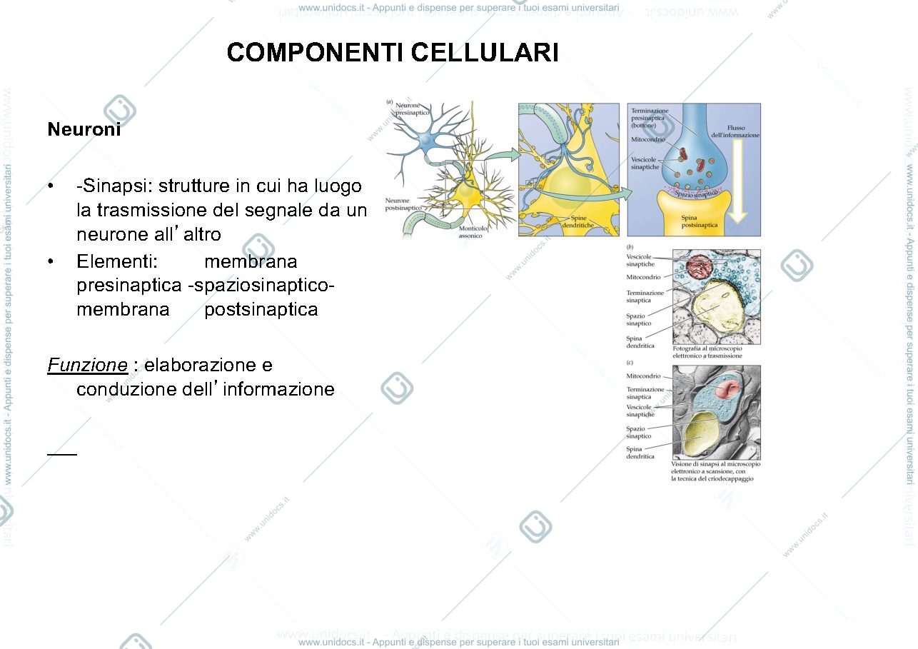 Anteprima pagina 3 — Schemi riassuntivi anatomia